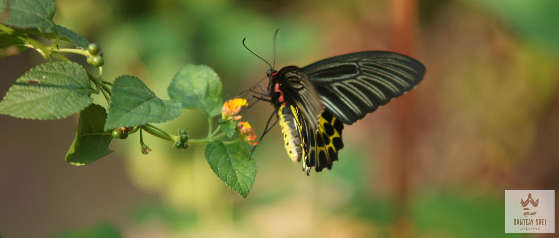 Banteay-Srei-Batterfly.jpg