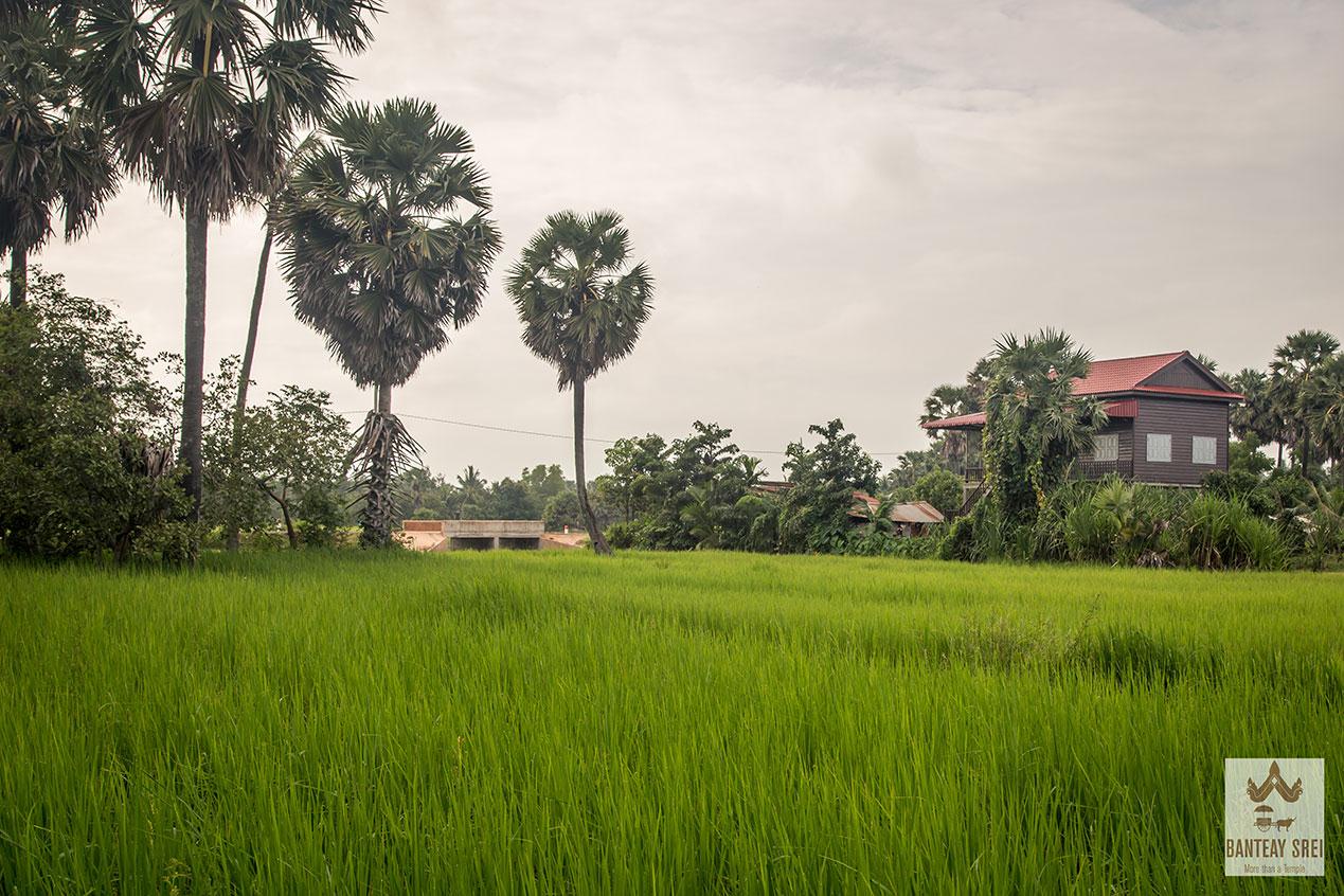 Banteay-Srei-District-1.jpg