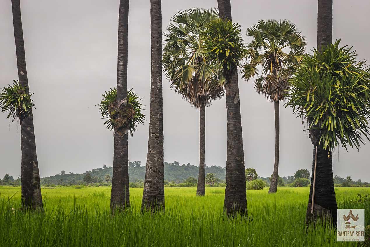 Banteay-Srei-District.jpg